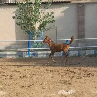 کره مادیون درهشوری|اسب و تجهیزات اسبسواری|فردوسیه, |دیوار