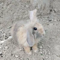 خرگوش لوپ