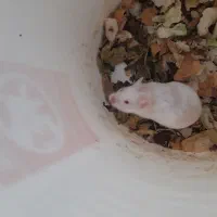 همستر|موش و خرگوش|ایذه, |دیوار