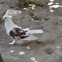 کبوتر تزینی پشتدار