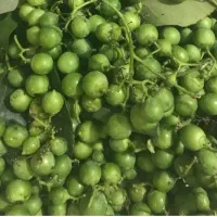 پهیل مخصوص ترشی