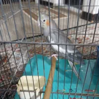 عروس هلندی ماده