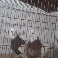 کبوتر|پرنده|اردبیل, |دیوار