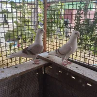 دوکت|پرنده|خرمشهر, |دیوار