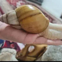 حلزون کاملا مولد