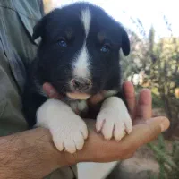 واگذاری سرپرستی توله سگ فقط ۸۰۰