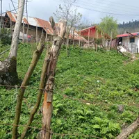 زمین مسکونی در بهشت گیلان معاوضه با خودرو|فروش زمین و ملک کلنگی|اطاقور, |دیوار