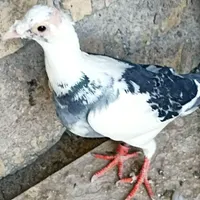 کبوتر پلاکی وپرشی|پرنده|یزد, |دیوار