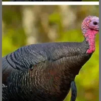 تخم بوقلمون