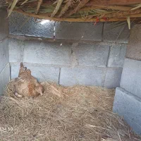 مرغ کرک با ۳۵تا تخم|حیوانات مزرعه|جغین, |دیوار