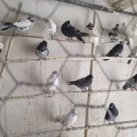 کفتر