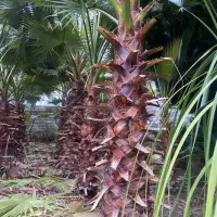 درخت پالم واشنگتنی ۲،۳ ،۴ متری