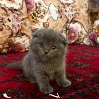 توله اسکاتیش فولد بلو به همراه لوازم