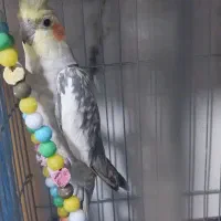 عروس هلندی مولد آماده جفت کردن|پرنده|فلاورجان, |دیوار