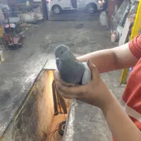 ۶تاکفتر به علت نبودن جامی فروشم|پرنده|اسلامشهر, شهرک محمدیه|دیوار