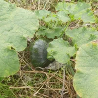 کدو خوراک دام|خوردنی و آشامیدنی|رشت, یخسازی|دیوار