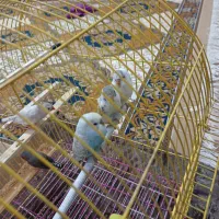 مرغ عشق|پرنده|تربت جام, میان جام|دیوار