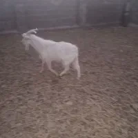 بز درگ درجه یک و۵عدد بزغاله نر سانن ۲عدد میش|حیوانات مزرعه|سرایان, |دیوار