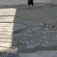 خروس|پرنده|خرم‌آباد, |دیوار