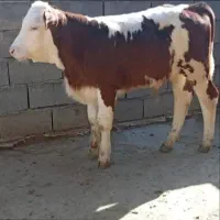 گوساله سمینتال اصل جنس