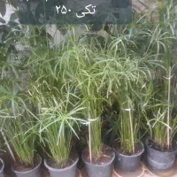 گل و گیاه|گل و گیاه طبیعی|تهران, دکتر هوشیار|دیوار