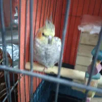 عروس هلندی|پرنده|ماهدشت, |دیوار