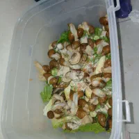 حلزون پرورشی جوانساز پوست و کار در منزل