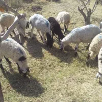 بره|حیوانات مزرعه|رفسنجان, |دیوار