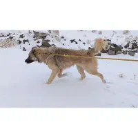 سگ اصل سرابی|سگ|انزل, |دیوار