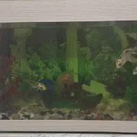 آکواریوم.فروش فوری