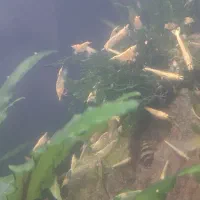 میگو آکواریوم|ماهی|کرمانشاه, |دیوار