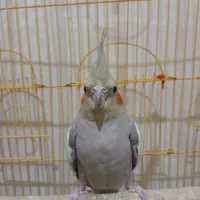 عروس هلندی|پرنده|تهران, وصفنارد|دیوار