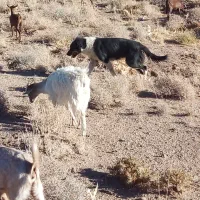 سگ ...|سگ|تفت, |دیوار