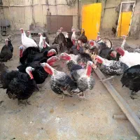 بوقلمون|حیوانات مزرعه|کرمانشاه, |دیوار