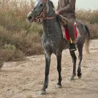 اسب|اسب و تجهیزات اسب‌سواری|شادگان, |دیوار