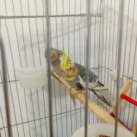 عروس هلندی نر و ماده|پرنده|قدس, شهرقدس|دیوار