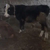 دو عدد گوساله نر|حیوانات مزرعه|نیر (اردبیل), |دیوار