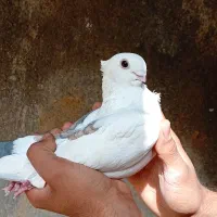 کبوتر بلژیکی و طوقی