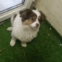 سگ اشپیتز|سگ|فولادشهر, C1|دیوار