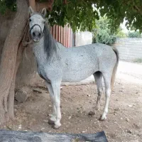 اسب مادیان ترکی بی نظیر