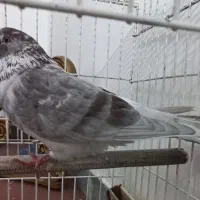 تهرانی نرمست معاوضه با کفتر جوان