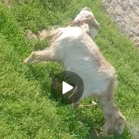 یک بزه بزغالع دار و یک قوچ افشاری مفت