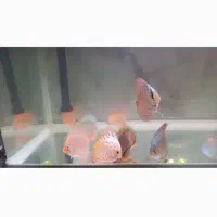 فروش ویژه دیسکس سایز ۳ اینچ|ماهی|بندرعباس, |دیوار