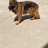 ژرمن شوداین بفروش میرسد|سگ|هشتگرد, هشتگرد قدیم|دیوار