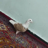 دوکت زرد نر