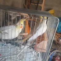 فروش عروس هلندی