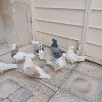 کبوترهای خوشکل