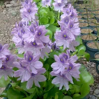 فروش نیلوفر آبی و گیاهان آبزی|گل و گیاه طبیعی|رامسر, |دیوار