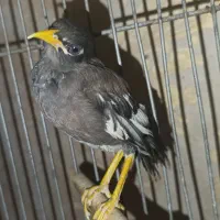 مینا|پرنده|ری, منصوریه منگل|دیوار