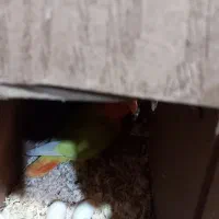 برزیلی مولد تضمینی|پرنده|تهران, امام زاده عبدالله|دیوار